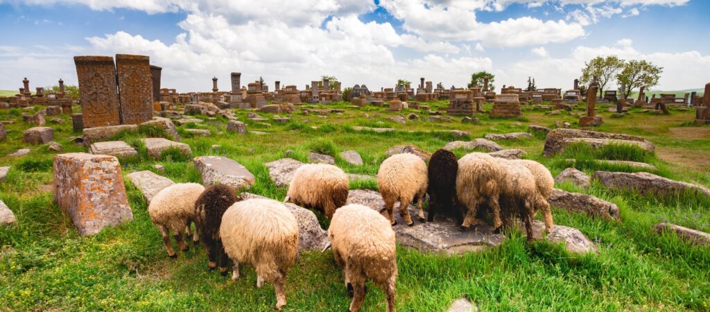 En bild på får i Armenien