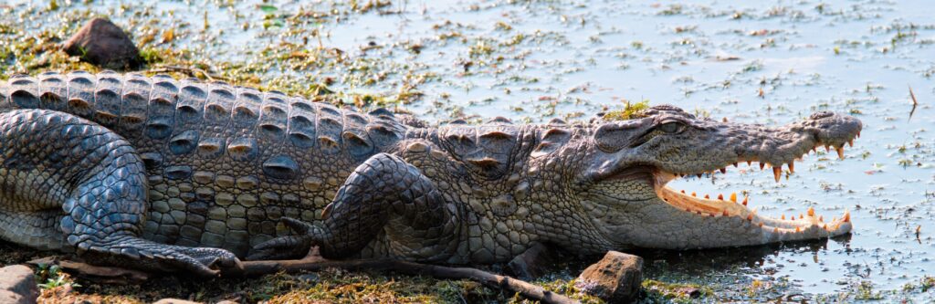 En bild på en krokodil i Ranthambore
