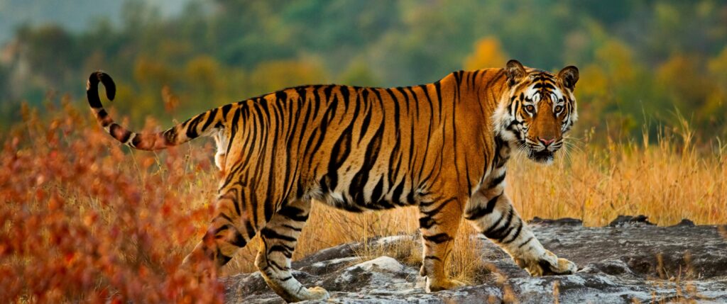 Tigersafari i Indien med Gyldne Trekant