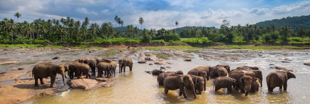 rejser til Sri Lanka med orienttravel