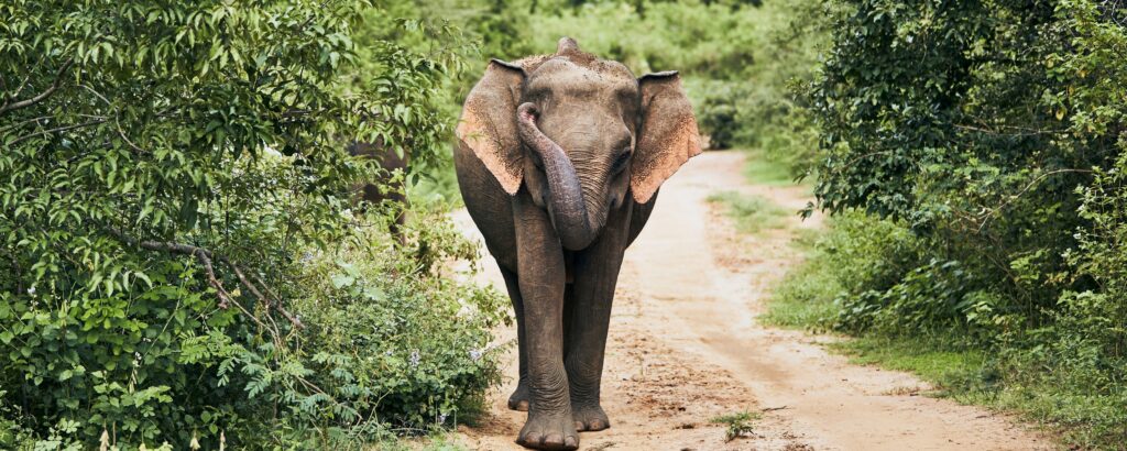 En bild på en elefant