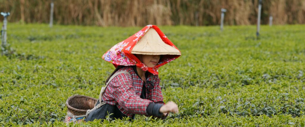 En bild på en kvinna i ett teplantage