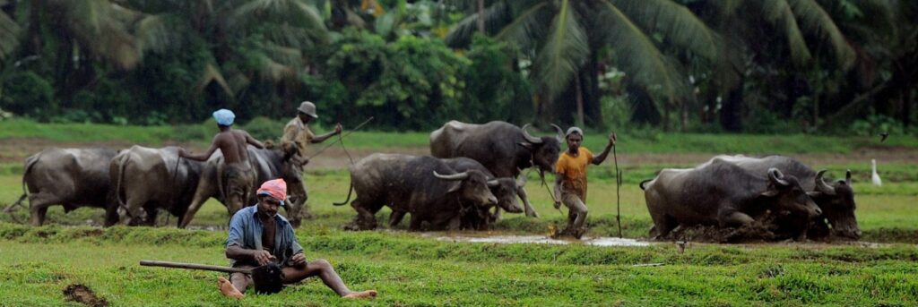 En bild på bönder och bufflar i Sri Lanka