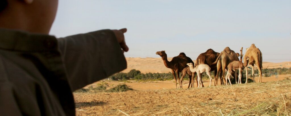 En bild på kameler