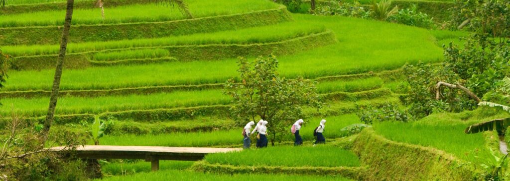 En bild på ett grönt risfält i Indonesien