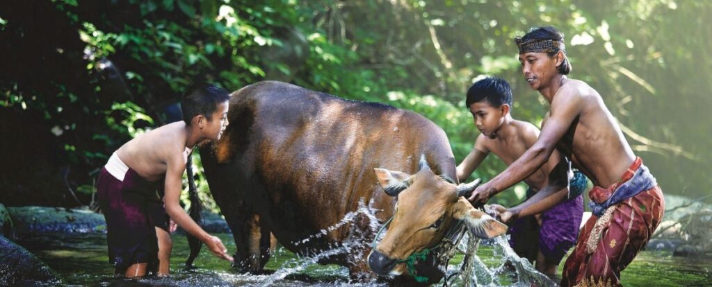 En bild på pojkar som tvättar en ko