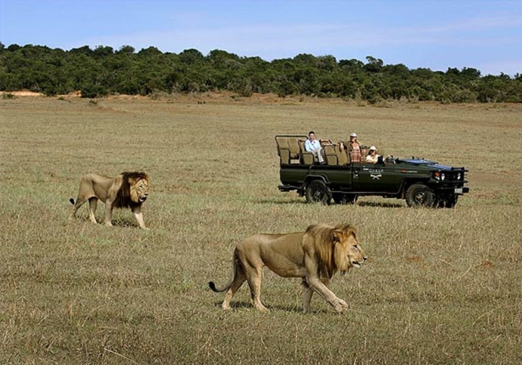 Resor och safari till Sydafrika