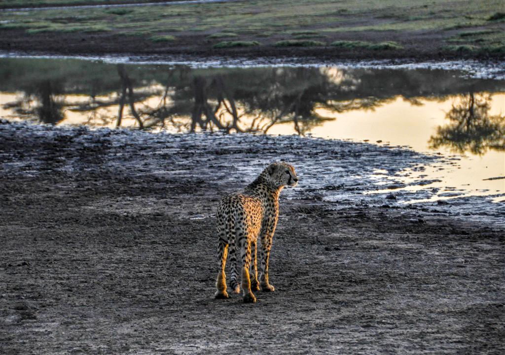 Resor och Safari i Tanzania