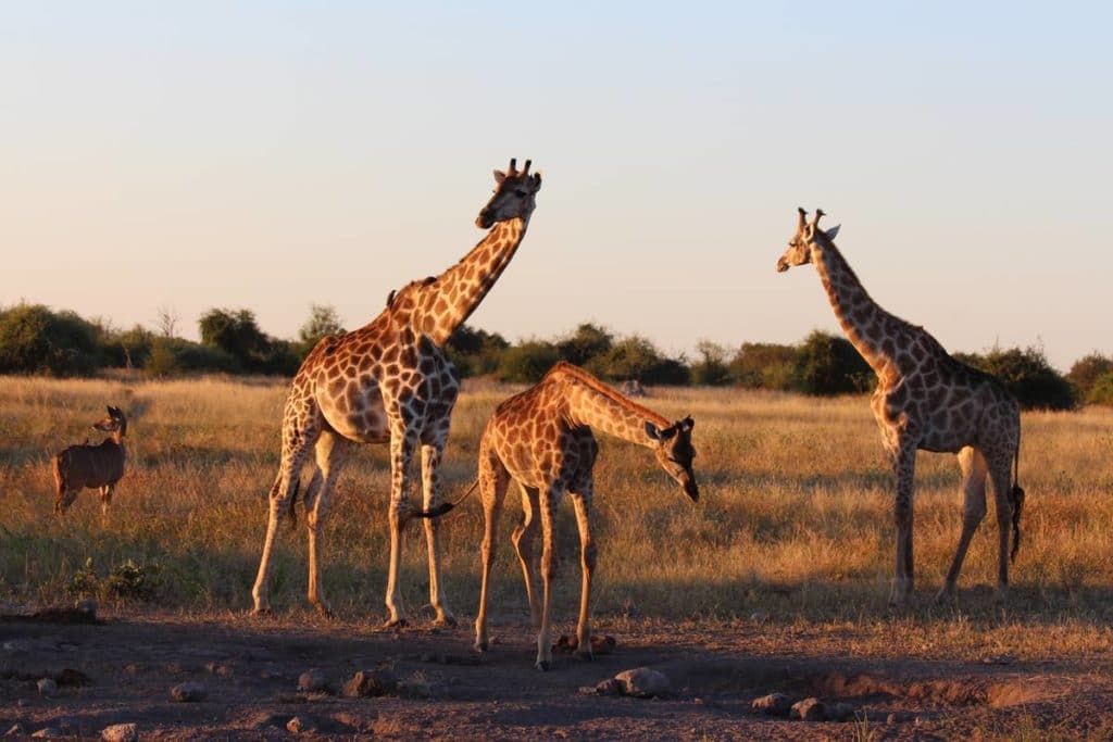 Luksussafari i Krugerparken i Sydafrika