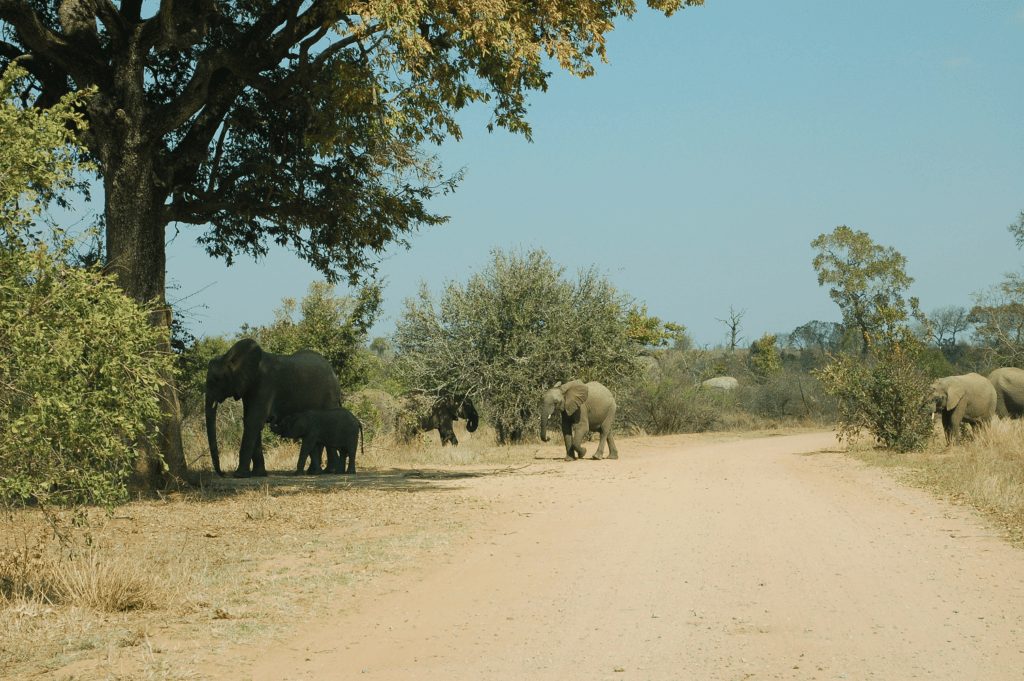 Safari Krugerparken