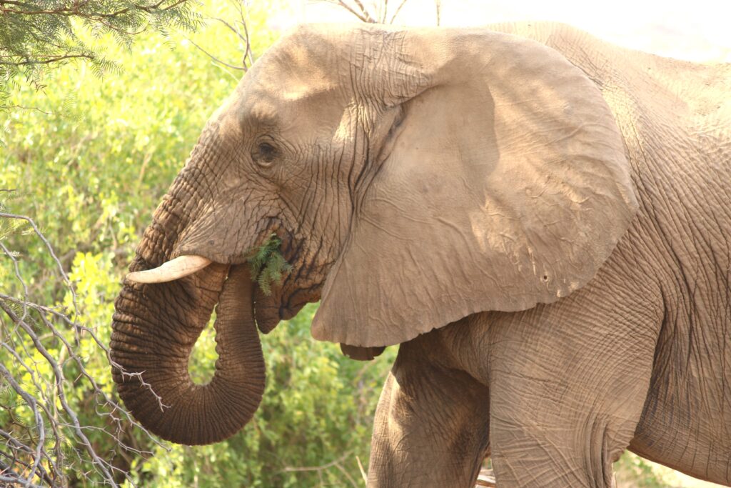 Safari rejser til Namibia